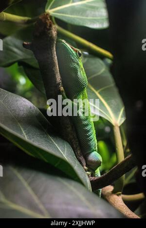 California Academy of Science, Golden Gate Park, San Francisco, Kalifornien, USA Stockfoto