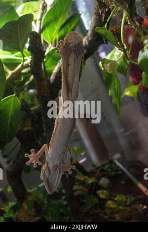 California Academy of Science, Golden Gate Park, San Francisco, Kalifornien, USA Stockfoto