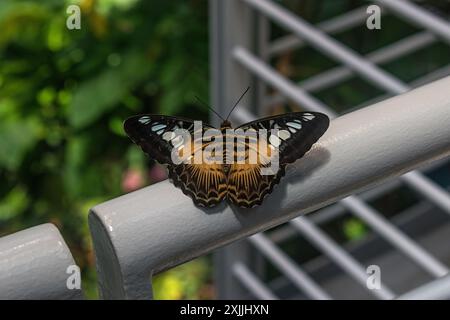 California Academy of Science, Golden Gate Park, San Francisco, Kalifornien, USA Stockfoto