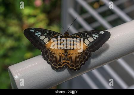 California Academy of Science, Golden Gate Park, San Francisco, Kalifornien, USA Stockfoto