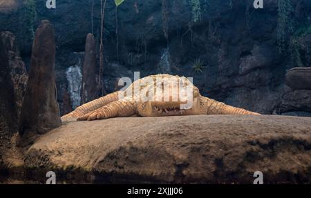 California Academy of Science, Golden Gate Park, San Francisco, Kalifornien, USA Stockfoto