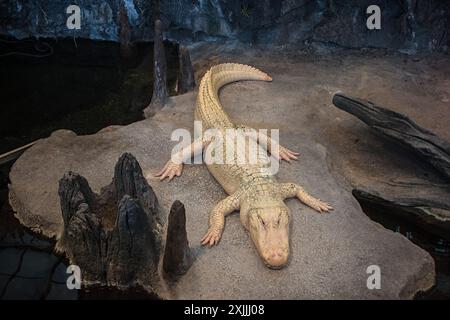 California Academy of Science, Golden Gate Park, San Francisco, Kalifornien, USA Stockfoto