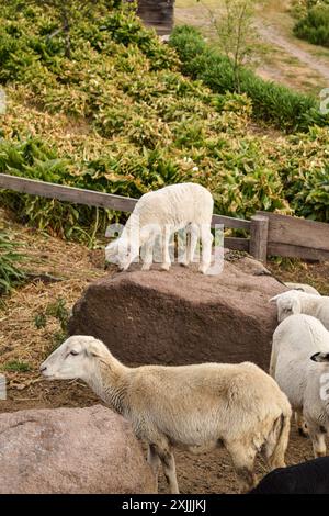 Kleines Lamm, das auf einem Felsen steht, mit Lämmern auf dem Feld Stockfoto