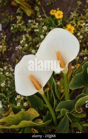 Zwei schöne weiße und gelbe Blumen blühen im Wald Stockfoto