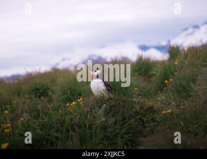 Puffin auf dem Hintergrund eines schneebedeckten Berges in Island Stockfoto