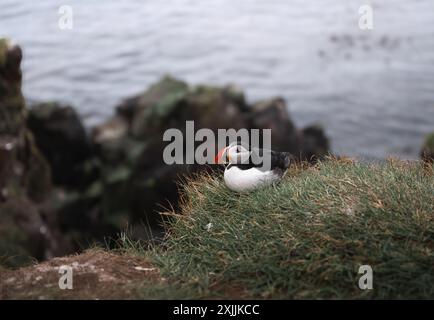 nordatlantischer Papageientaucher in Island Stockfoto