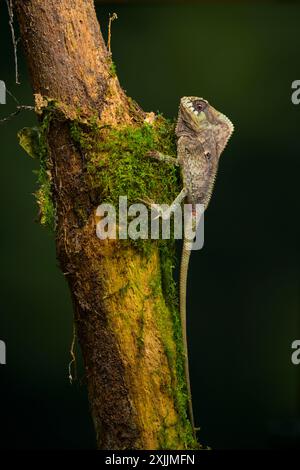 Glatter Helm-Leguan im Regenwald von Panama Stockfoto