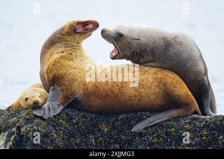 Sternare Seelöwen kämpfen um Felsen Stockfoto