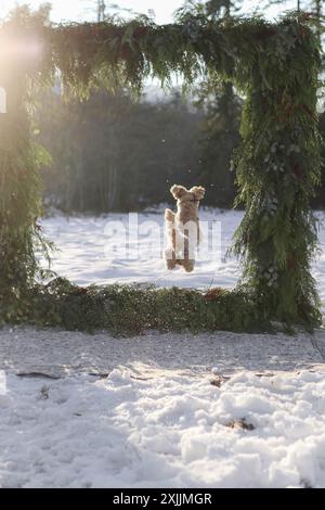 Das Hündchen Springt Durch Den Blumenrahmen Im Winter Wonderland Stockfoto