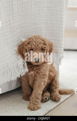 Golden Doodle Hündchen sitzt auf Teppich Stockfoto