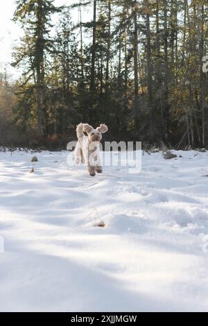 Golden Doodle, der im frischen Winterschnee herumspringt Stockfoto