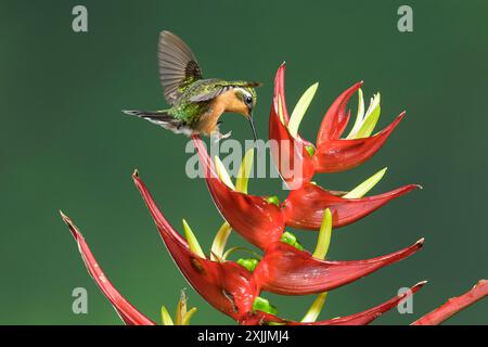 Grauschwanzer Weißkehlkopf-Berghang-Kolibri-Nebelwald Panama Stockfoto