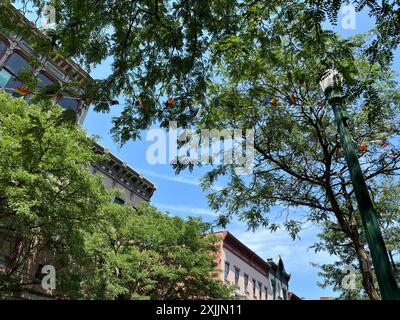 Dächer historischer Gebäude mit Baumästen in Troy, NY Stockfoto