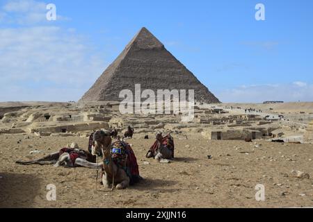 Pyramide von Khafre mit Kamelen in Gizeh, Ägypten Stockfoto