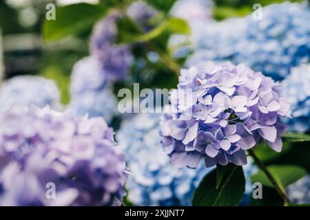 Nahaufnahme leuchtender lila und blauer Hortensie Blüten in voller Blüte Stockfoto