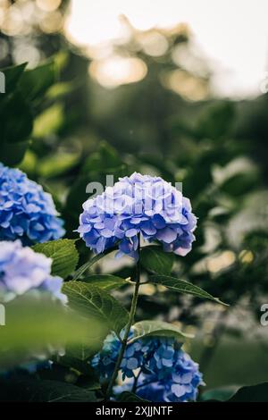 Nahaufnahme von blühenden blauen Hortensie-Blüten mit weichem Hintergrund Stockfoto