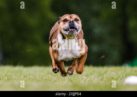 Staffordshire Bull Terrier Running Lure Coursing Dog Sport Stockfoto