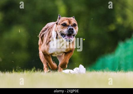 Staffordshire Bull Terrier Running Lure Coursing Dog Sport Stockfoto