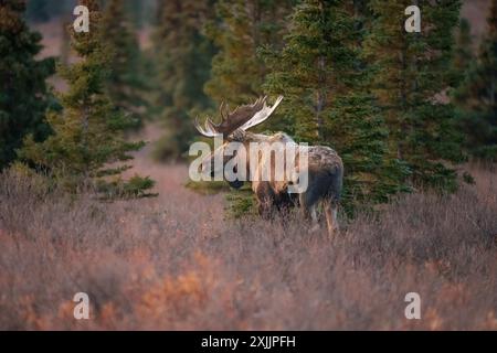 Bull Moose im Denali National Park Stockfoto