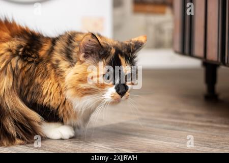Eine Calico-Katze mit Schnurrbart liegt auf dem Holzboden in der Nähe eines Fensters. Es ist eine kleine bis mittelgroße fleischfressende Katze, ein Landtier aus der Stockfoto