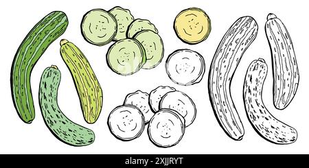 Vektor-Zucchini-Set, ganze und Scheiben. Sammlung von Gemüsedesignerelementen für die Verpackung von Gesundheitsnahrung und Rezeptbuch Stock Vektor