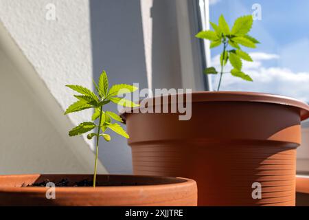 Cannabispflanzen in Blumentöpfen auf der Fensterbank zu Hause Stockfoto