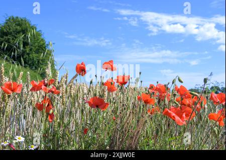 Weald aus Kent, Großbritannien. Juli 2024. Red Field Mohnblumen (Papaver rhoeas) blühen am Rande eines Gerstenfeldes in der Nähe von Maidstone in Kent, an dem bisher heißesten Tag des Jahres Credit: Phil Robinson/Alamy Live News Stockfoto