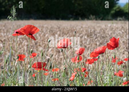 Weald aus Kent, Großbritannien. Juli 2024. Red Field Mohnblumen (Papaver rhoeas) blühen am Rande eines Gerstenfeldes in der Nähe von Maidstone in Kent, an dem bisher heißesten Tag des Jahres Credit: Phil Robinson/Alamy Live News Stockfoto