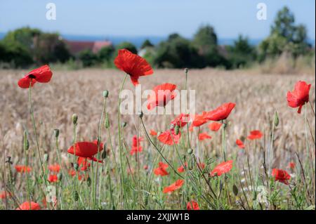 Weald aus Kent, Großbritannien. Juli 2024. Red Field Mohnblumen (Papaver rhoeas) blühen am Rande eines Gerstenfeldes in der Nähe von Maidstone in Kent, an dem bisher heißesten Tag des Jahres Credit: Phil Robinson/Alamy Live News Stockfoto