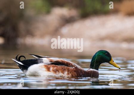 Cala Murada, Enten in Torrent des Fangar, Manacor, Mallorca, Balearen, Spanien. Stockfoto