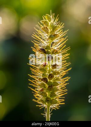 Nahaufnahme von gelbem Borstengras arista hinterleuchtet Stockfoto