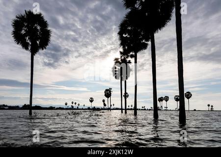 Wunderschöne Palmen Silhouetten bei Sonnenuntergang inmitten des großen tempe-Sees in der Nähe der Stadt Singkang auf der Insel sulawesi in indonesien, einzigartige Landschaft Stockfoto
