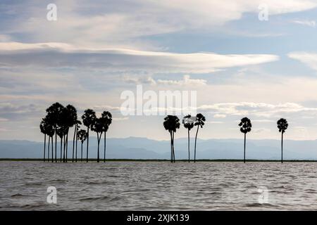 Wunderschöne Palmen Silhouetten bei Sonnenuntergang inmitten des großen tempe-Sees in der Nähe der Stadt Singkang auf der Insel sulawesi in indonesien, einzigartige Landschaft Stockfoto