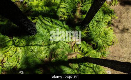 Ein Wald mit Bäumen und grünen Pflanzen. Die Sonne scheint auf die Pflanzen und schafft Schatten Stockfoto