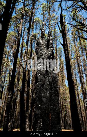 Ein großer Baumstumpf ist umgeben von Bäumen in einem Wald. Der Stumpf ist schwarz und verkohlt, was den Eindruck eines Feuers erweckt, das vor kurzem durchgebrannt ist Stockfoto