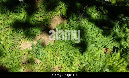 Ein üppiges grünes Feld mit vielen Farnen und Gras im Blick auf die Drohne Stockfoto