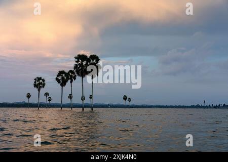 Wunderschöne Palmen Silhouetten bei Sonnenuntergang inmitten des großen tempe-Sees in der Nähe der Stadt Singkang auf der Insel sulawesi in indonesien, einzigartige Landschaft Stockfoto