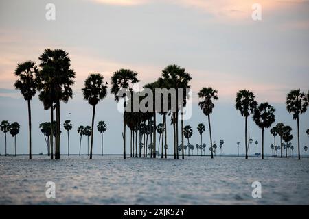Wunderschöne Palmen Silhouetten bei Sonnenuntergang inmitten des großen tempe-Sees in der Nähe der Stadt Singkang auf der Insel sulawesi in indonesien, einzigartige Landschaft Stockfoto