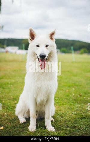 Berger Blanc Suisse (Weißer Suiss Schäferhund) Stockfoto