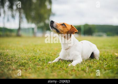 Jack Russell Terrier Stockfoto
