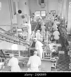 Eisfabrik 1953. Innenraum einer Eisfabrik mit beschäftigten Arbeitern in verschiedenen Produktionsbereichen. Schweden april 1953 Stockfoto