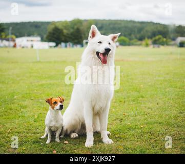 Jack Russell Terrier und Berger Blanc Suisse (White Suiss Shepherd Dog) Stockfoto