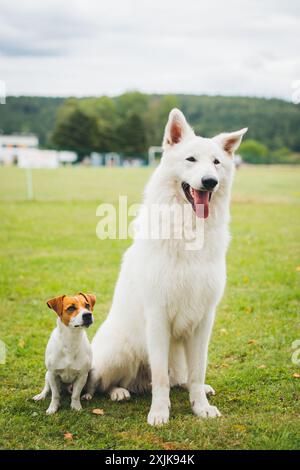 Jack Russell Terrier und Berger Blanc Suisse (White Suiss Shepherd Dog) Stockfoto