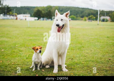 Jack Russell Terrier und Berger Blanc Suisse (White Suiss Shepherd Dog) Stockfoto