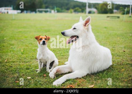 Jack Russell Terrier und Berger Blanc Suisse (White Suiss Shepherd Dog) Stockfoto