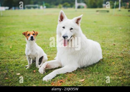 Jack Russell Terrier und Berger Blanc Suisse (White Suiss Shepherd Dog) Stockfoto