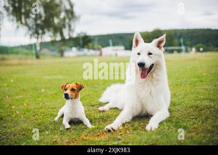 Jack Russell Terrier und Berger Blanc Suisse (White Suiss Shepherd Dog) Stockfoto