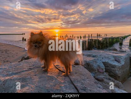 Wunderschöne Pommersche Miniatur Spitze posiert am Strand während Sonnenuntergang Stockfoto