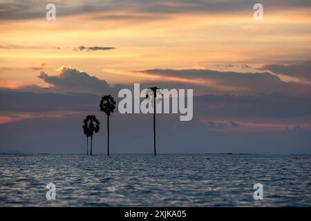 Wunderschöne Palmen bei Sonnenuntergang mitten im tempe-See in der Nähe der Stadt Singkang auf der Insel sulawesi in indonesien Stockfoto