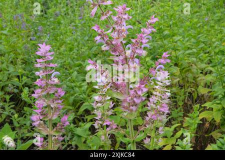 Salvia sclarea turkestanica wächst in den Bergen. Blumen blühen. Hüttengarten. Kulturblumen. Stockfoto